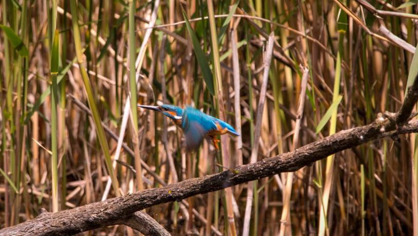 Common kingfisher on the wings