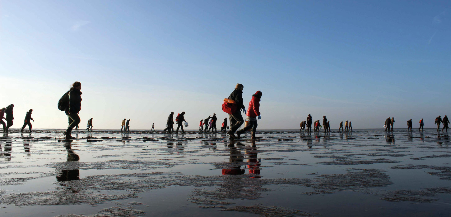 Gruppe af personer på østerssafari i Vadehavet