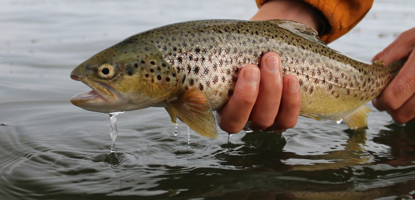 Angler hält Meerforelle über Wasser