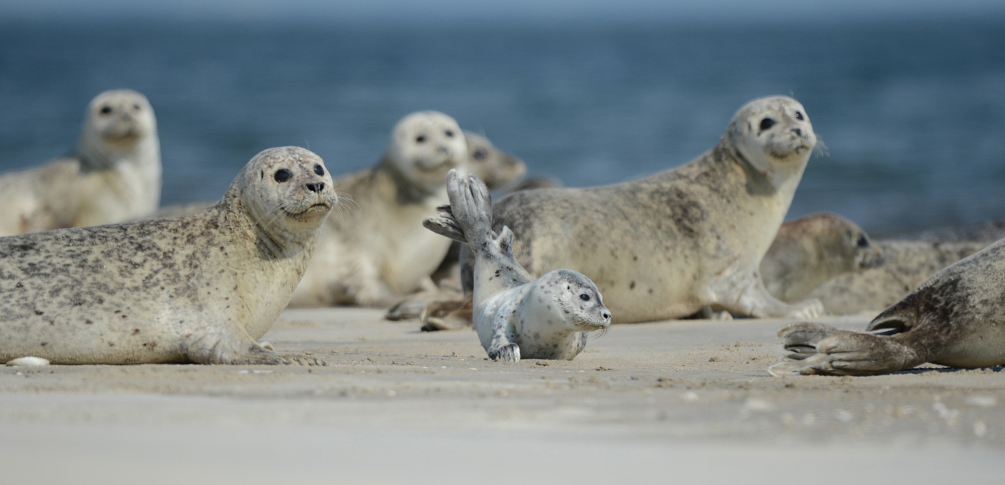 Sæler hviler sig på sandbanke i Vadehavet
