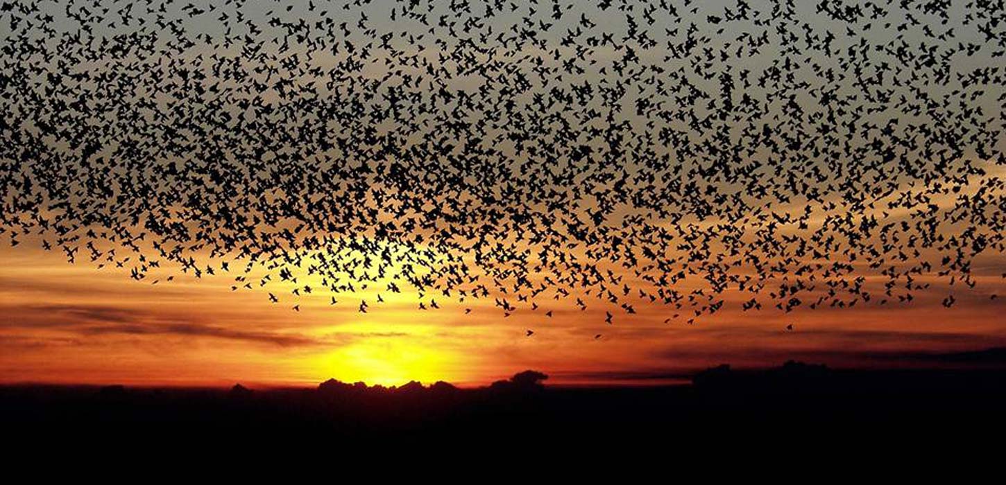 Sort Sol i Tøndermarsken