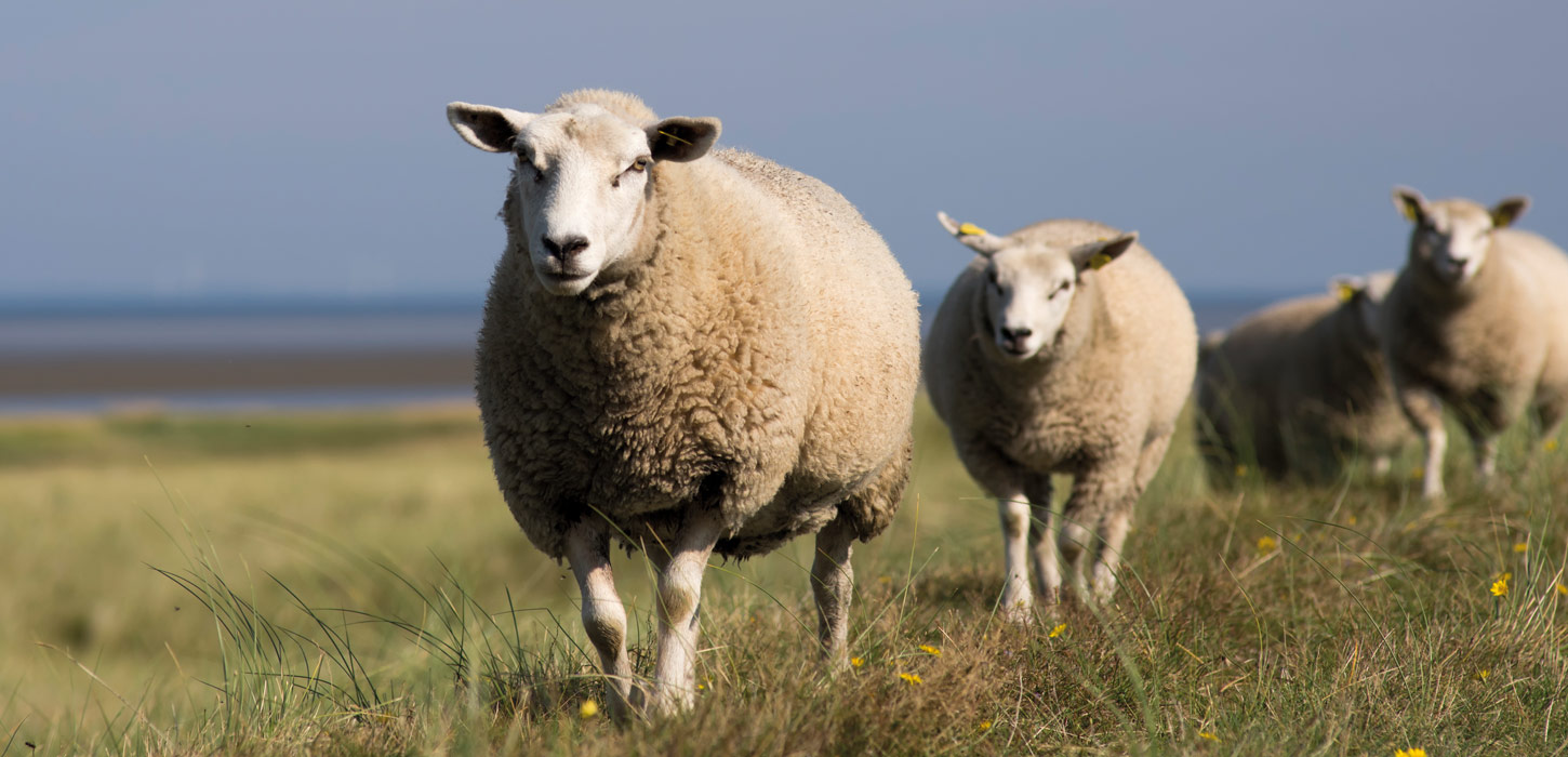 nationalpark-vadehavet-visits-nderjylland