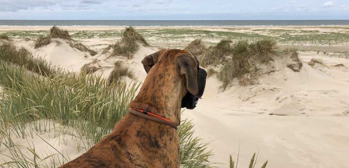 Hund kigger ud over klitterne og vandet på Rømø