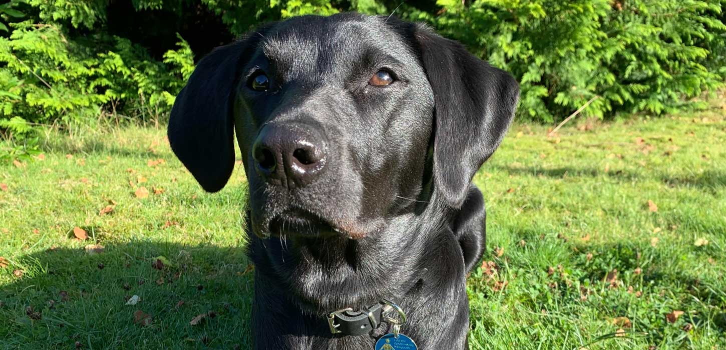 Vandreferie på Gendarmstien med hund