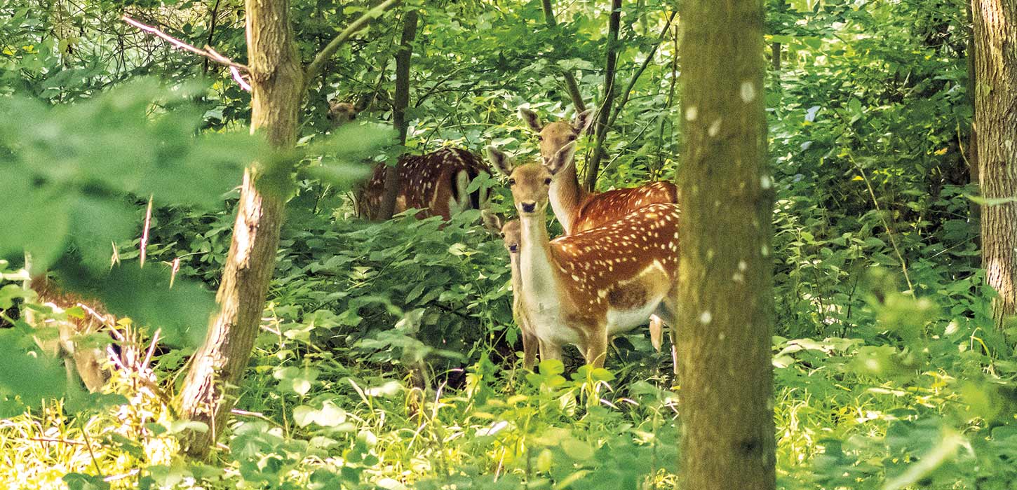 Vildt i Brandsbøl Skov i Naturpark Nordals