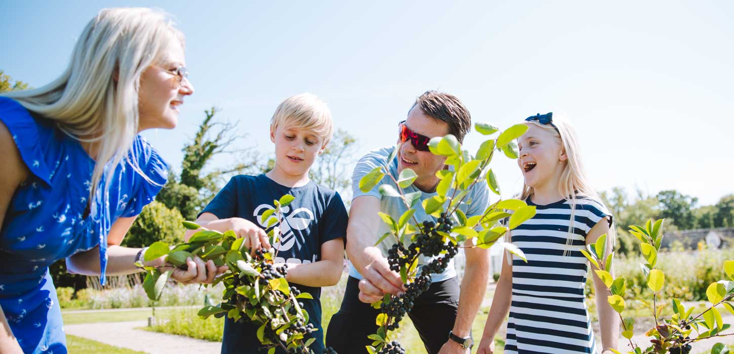 Familie plukker bær i Den Kongelige Køkkenhave ved Graasten Slot