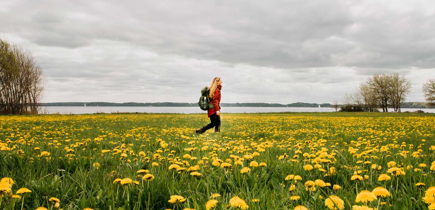 Kvinde vandrer på Gendarmstien blandt mælkebøtter