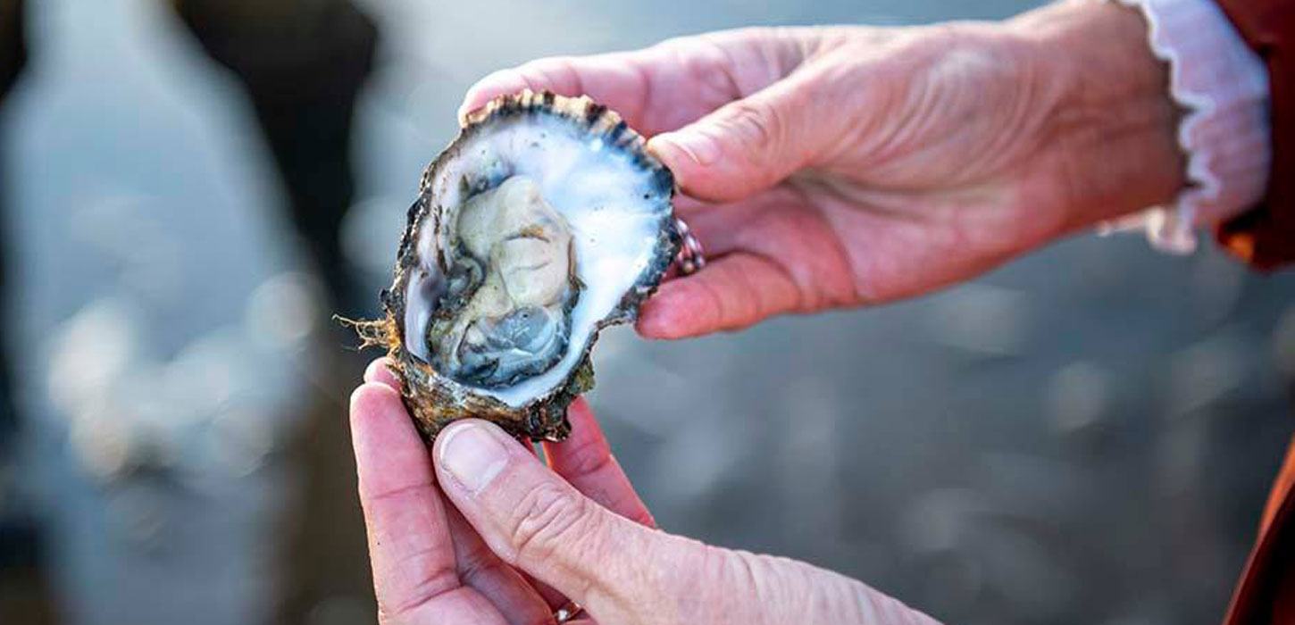 Halv østers mellem to hænder