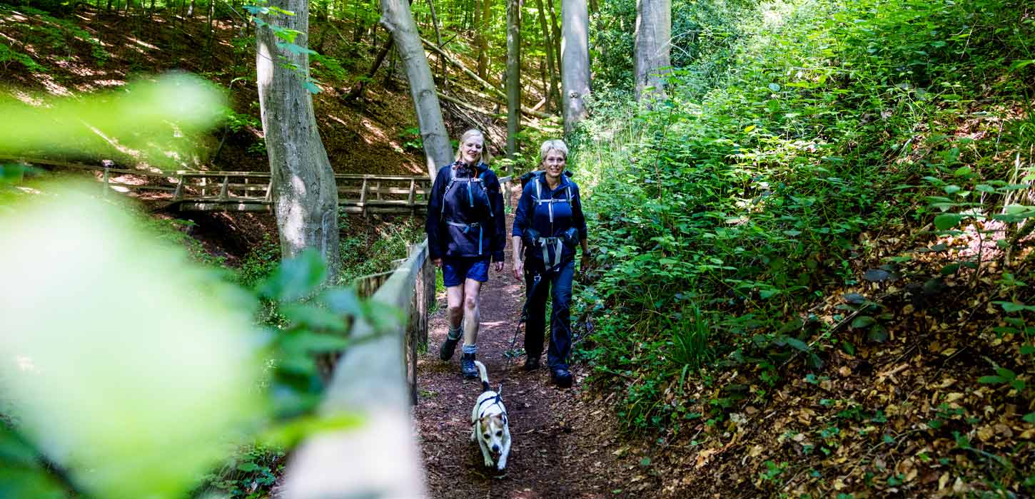 Vandrere med hund i Kollund Skov på Gendarmstien