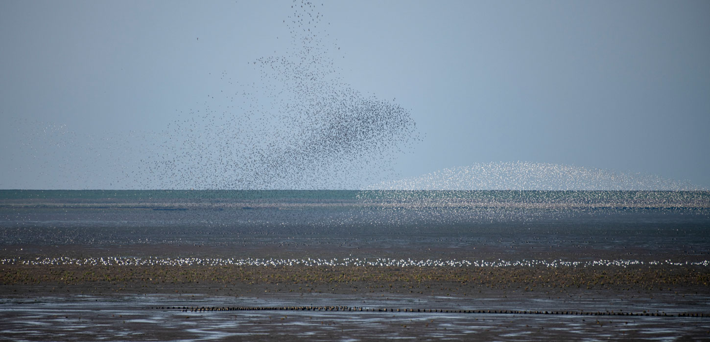 Fugle over vandet i Tøndermarsken