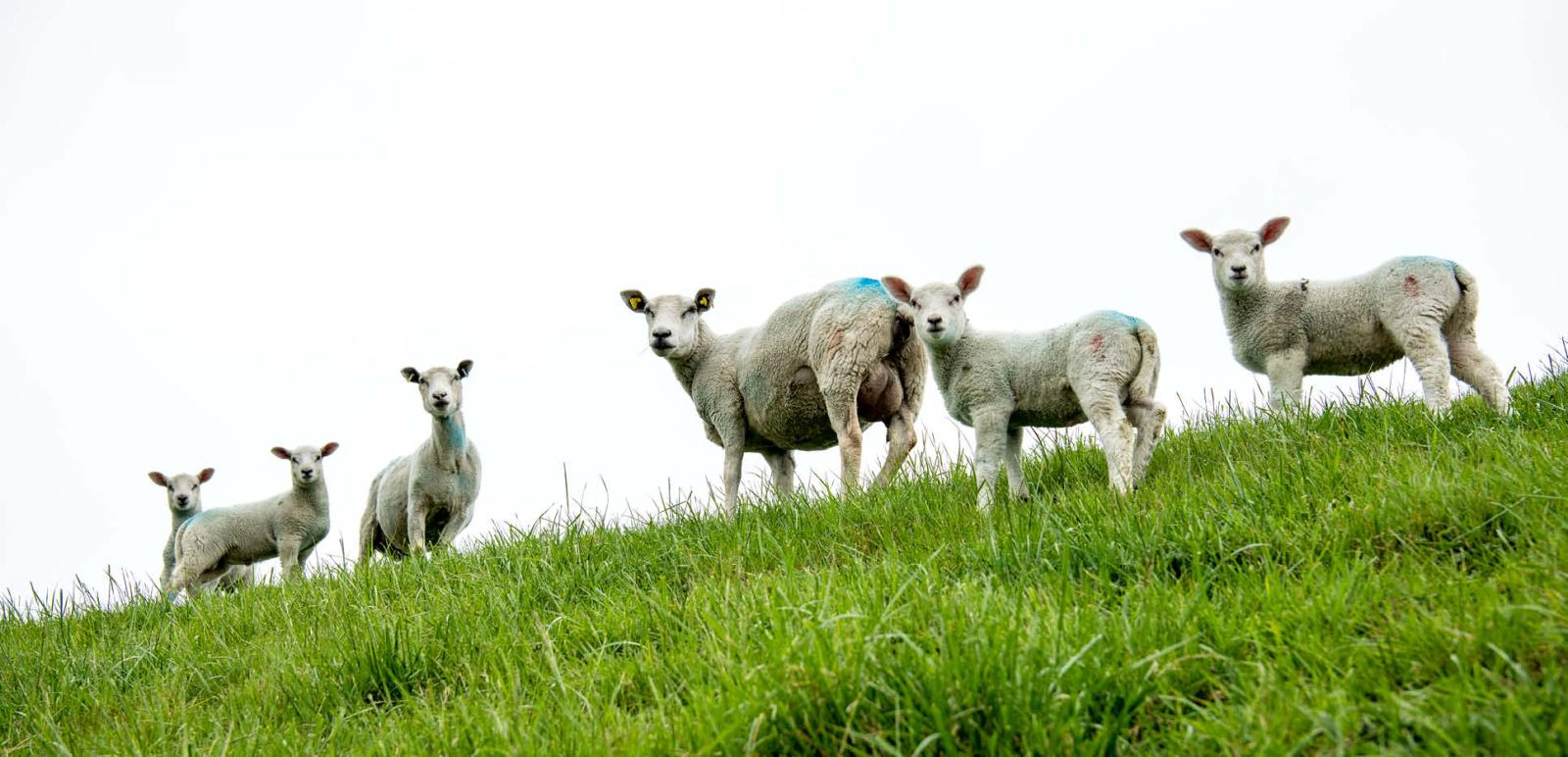 Får på diget i Tøndermarsken