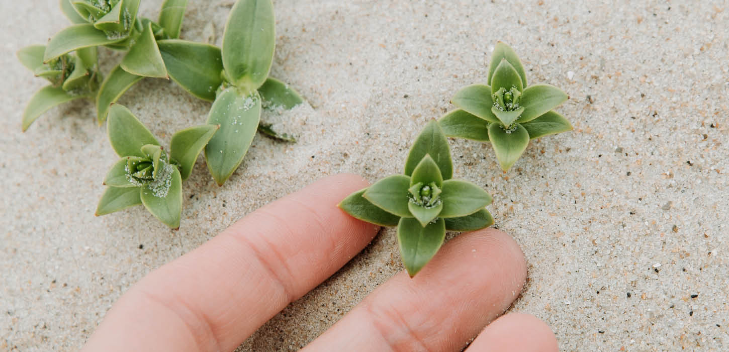 Sanke urter på stranden på Rømø