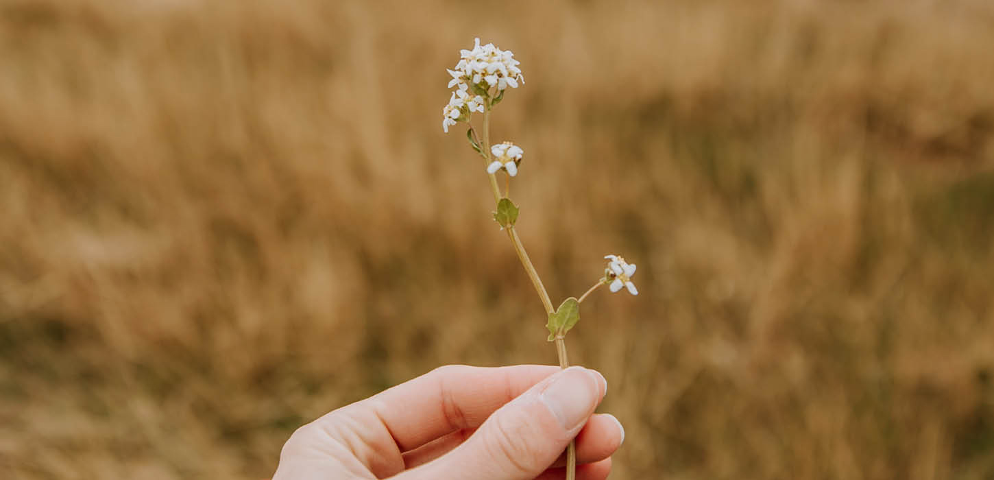 Sanke urter på Rømø