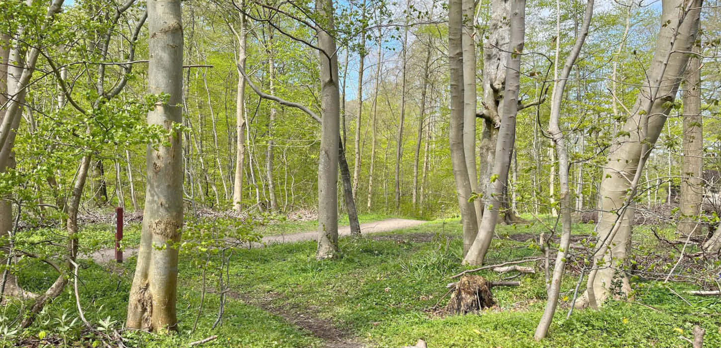 Hjelm Wald bei Aabenraa
