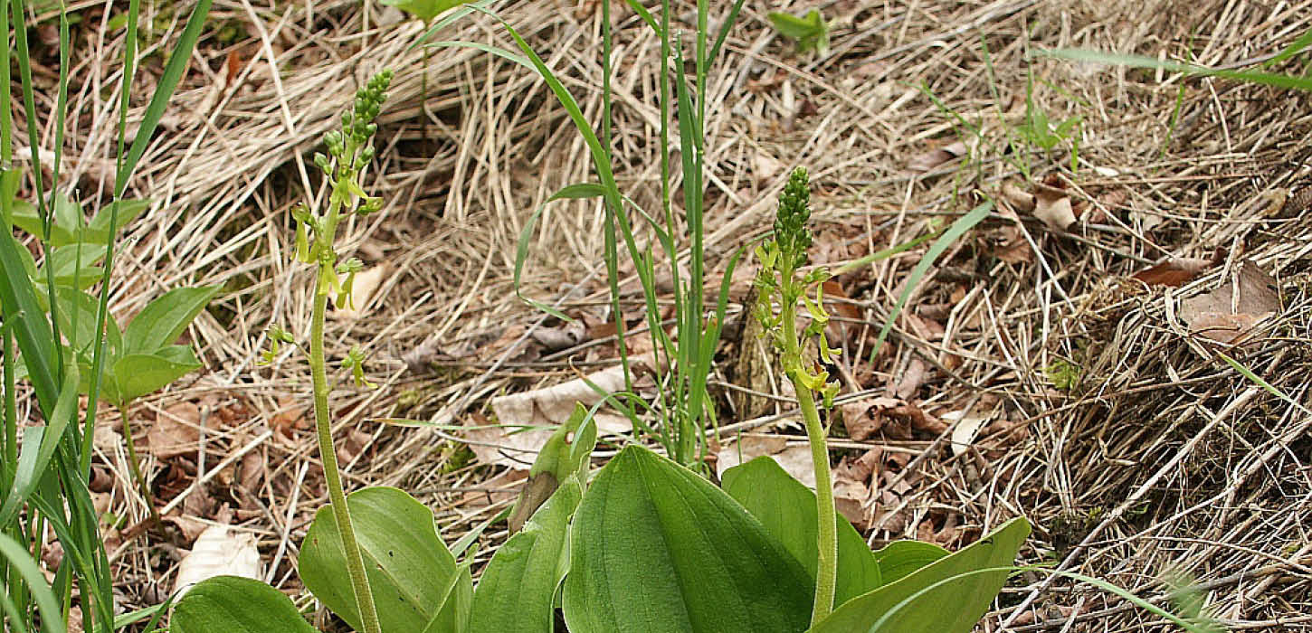 Eggleaf twayblade