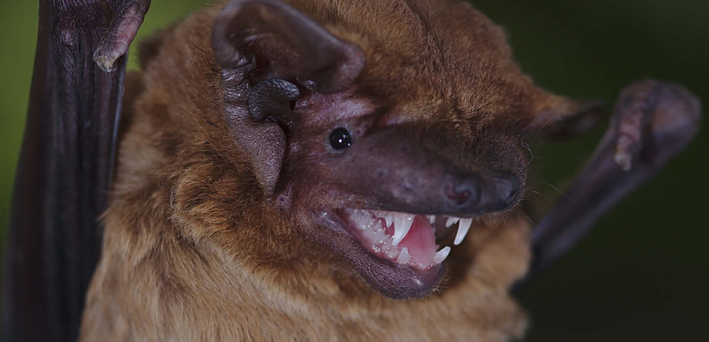 The noctule bat