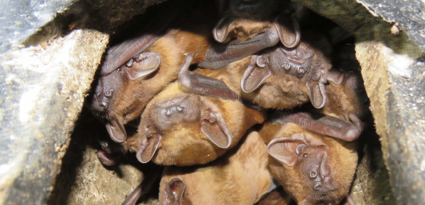 The common noctule