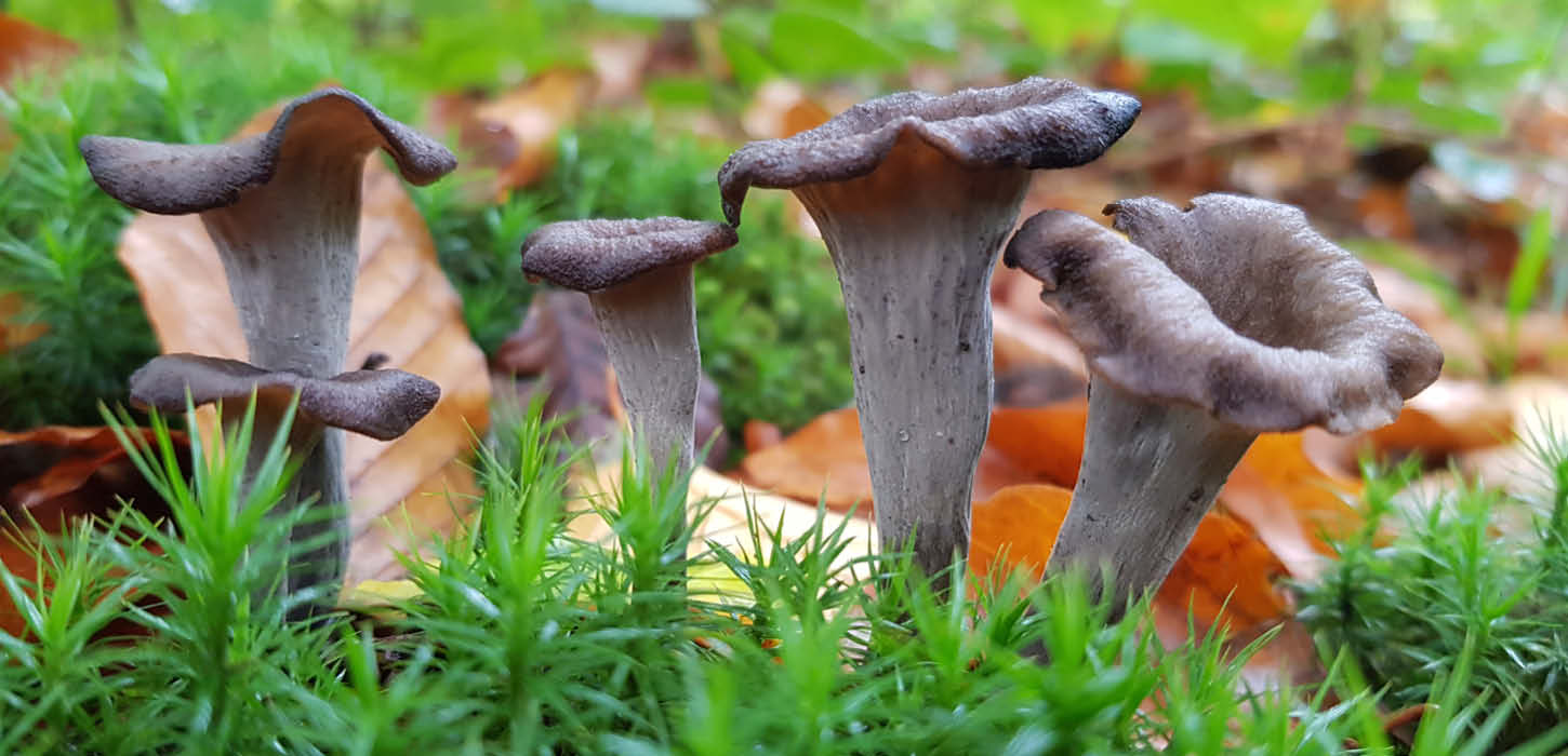 Stor Trompetsvamp på mosbund