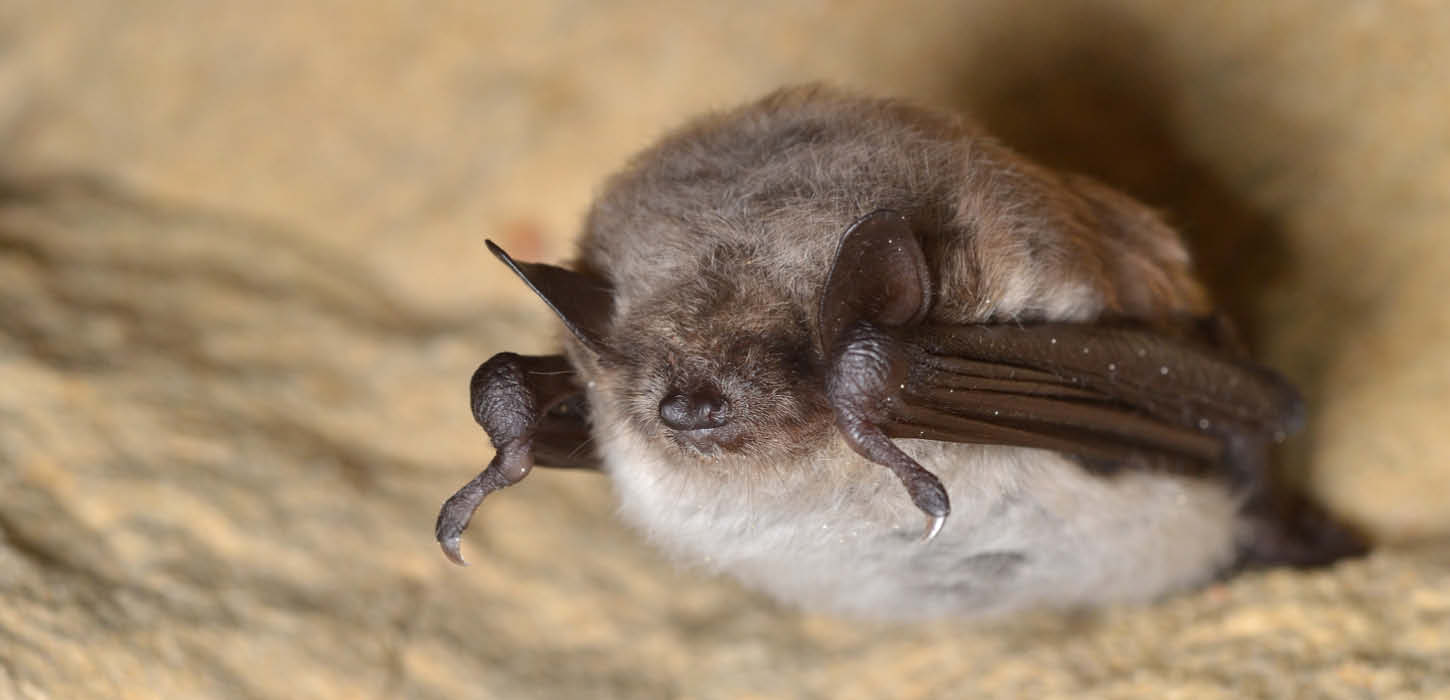 The pond bat