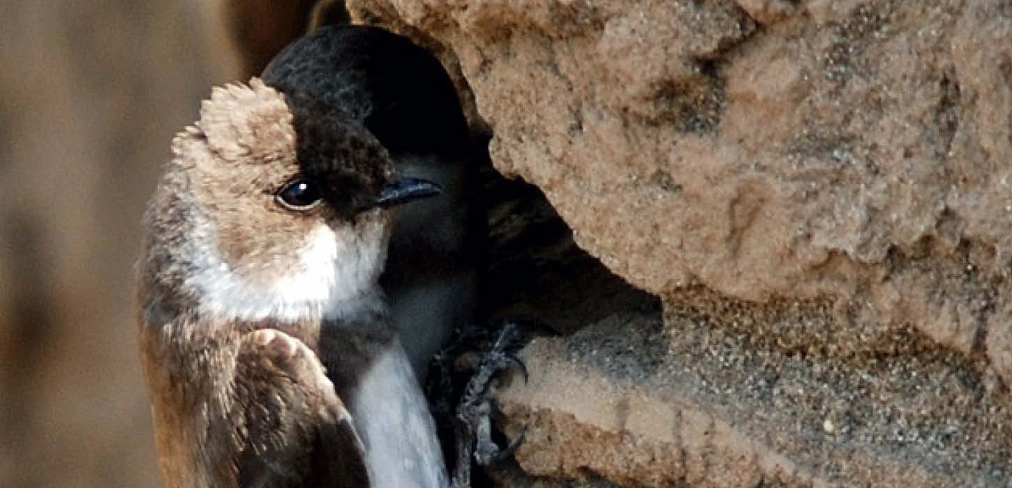 The sand martin
