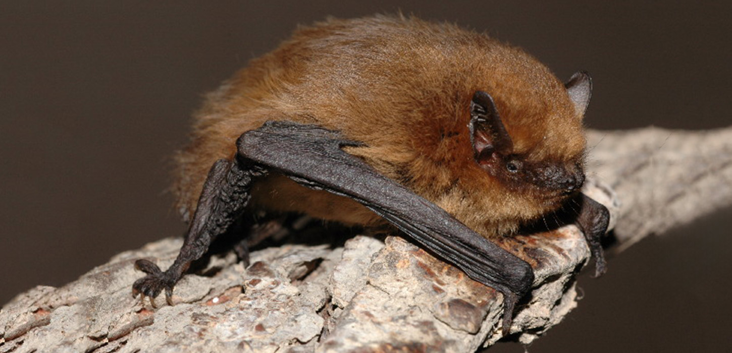 Soprano pipistrelle