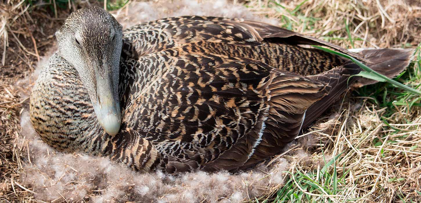 Common eider female on the nest