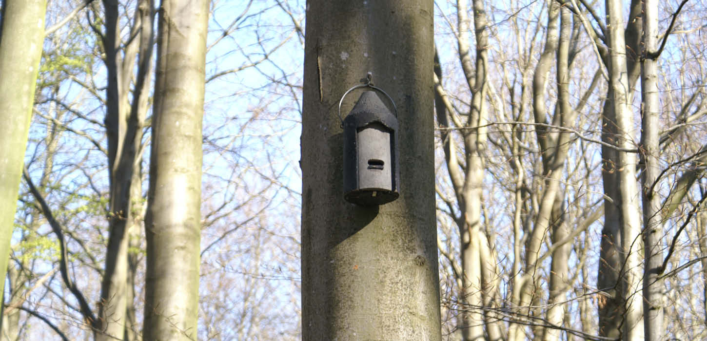 Bat box mounted on a beech tree at Rumohrsgård Dyrehave