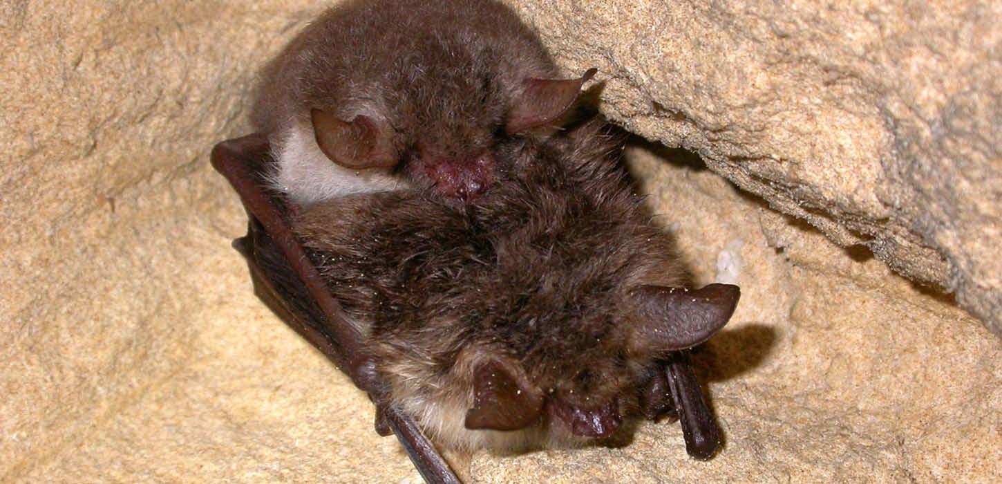Natterer's bat mating