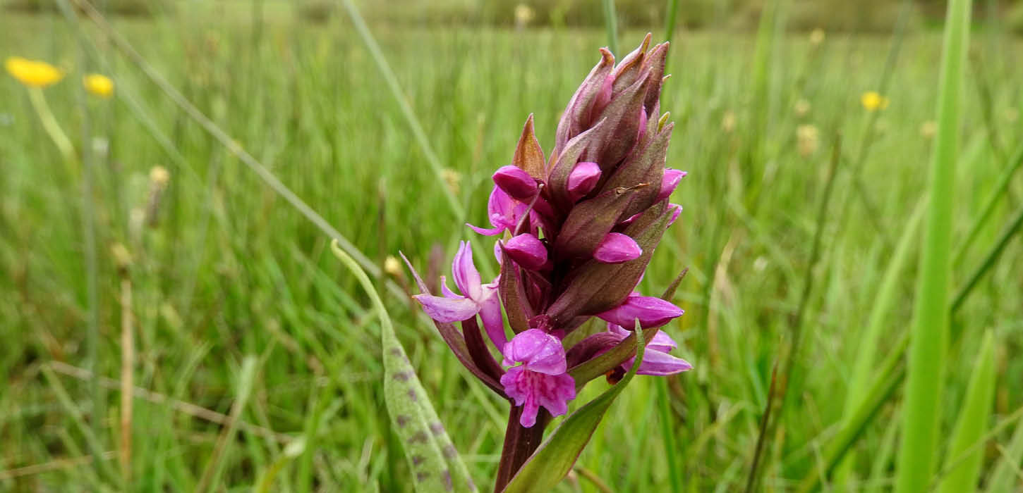 Broad-leaved marsh orchid