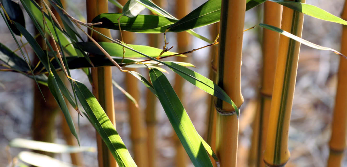 Yellow bamboo