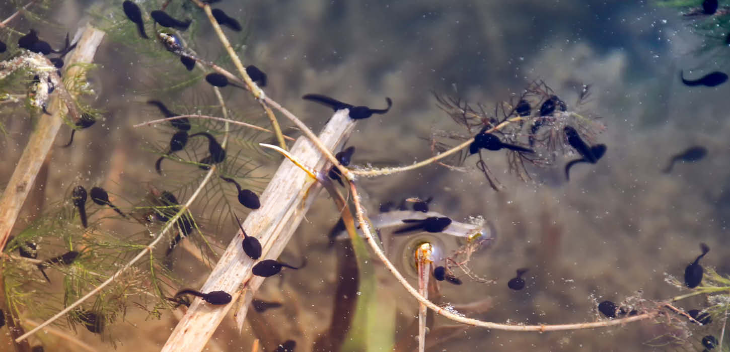 Tadpoles hatch from the eggs of frogs and toads