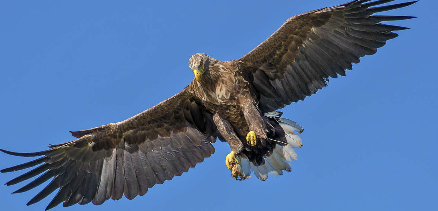 White-tailed eagle on the wings