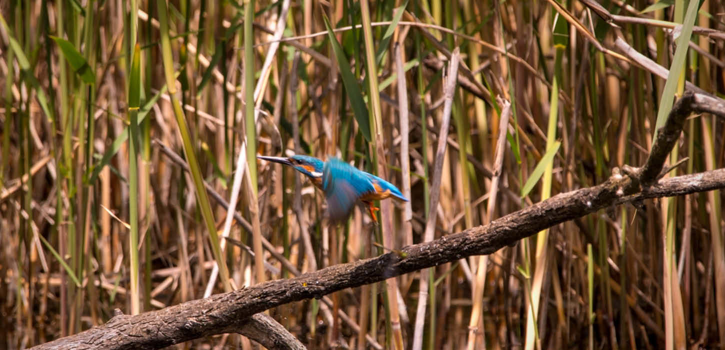 Common kingfisher on the wings