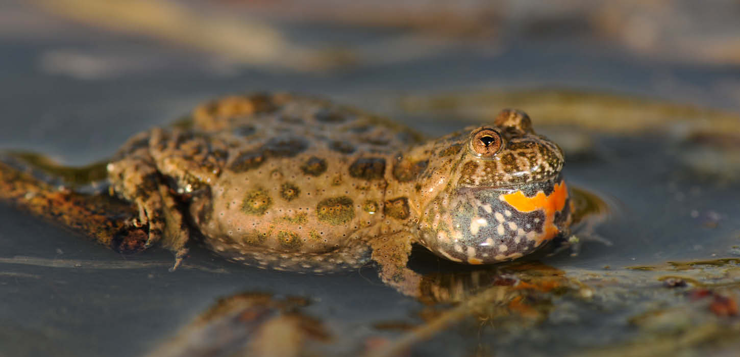 European fire-bellied toad