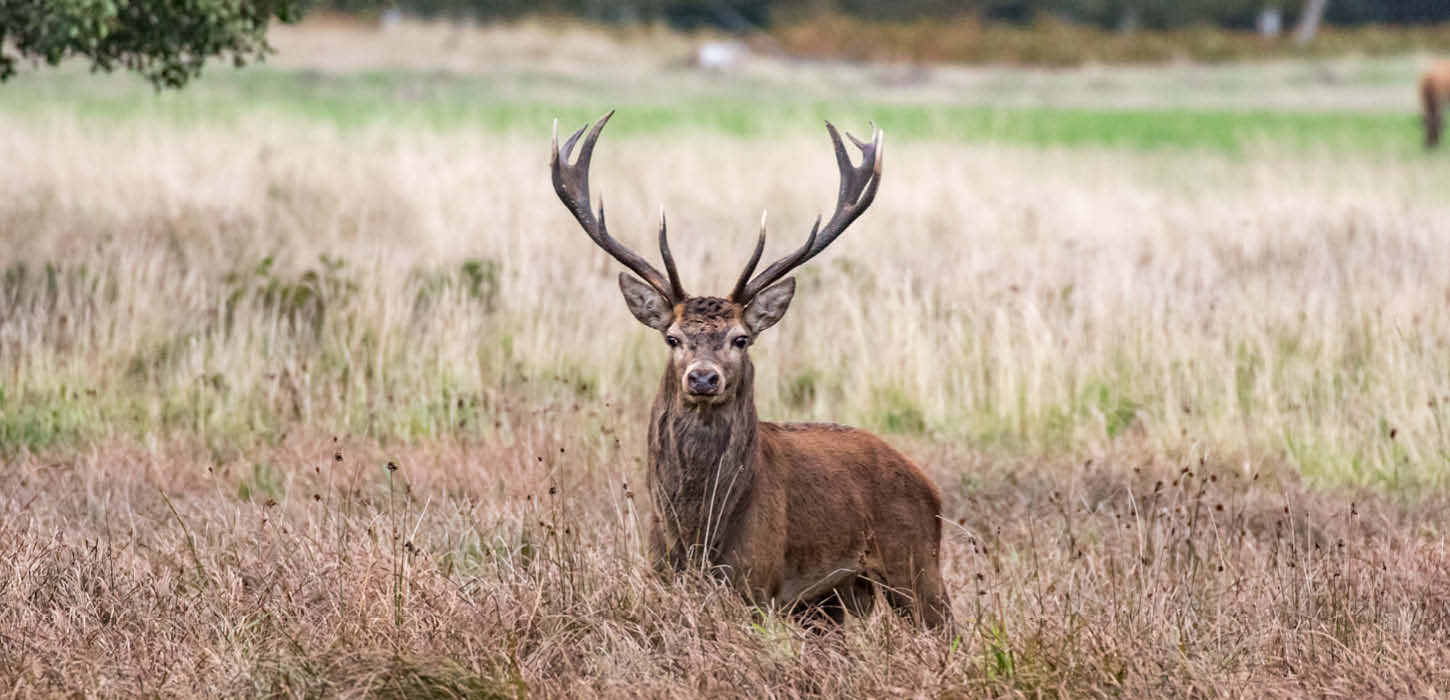 Kronhjort i Lille Vildmose