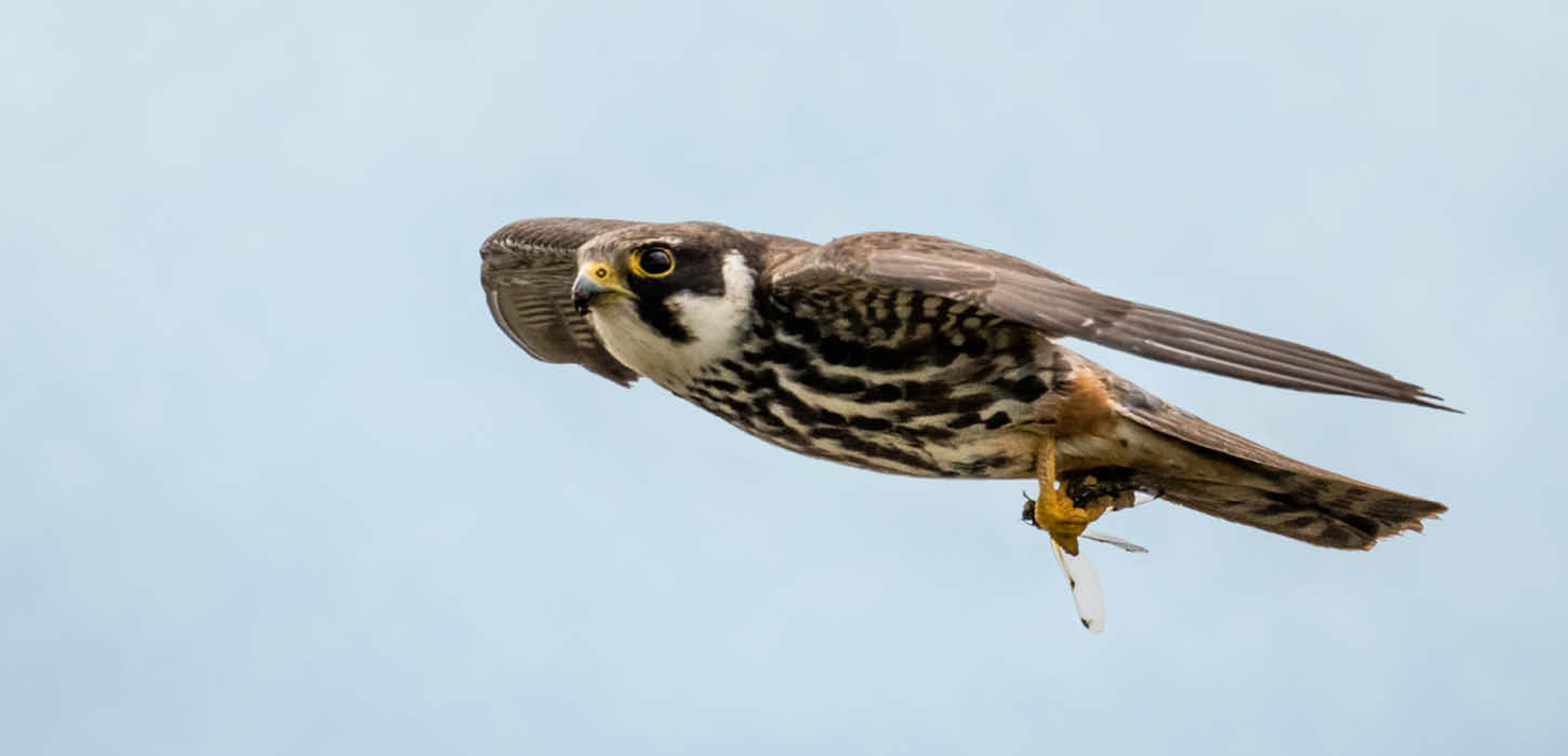 Eurasian hobby with prey