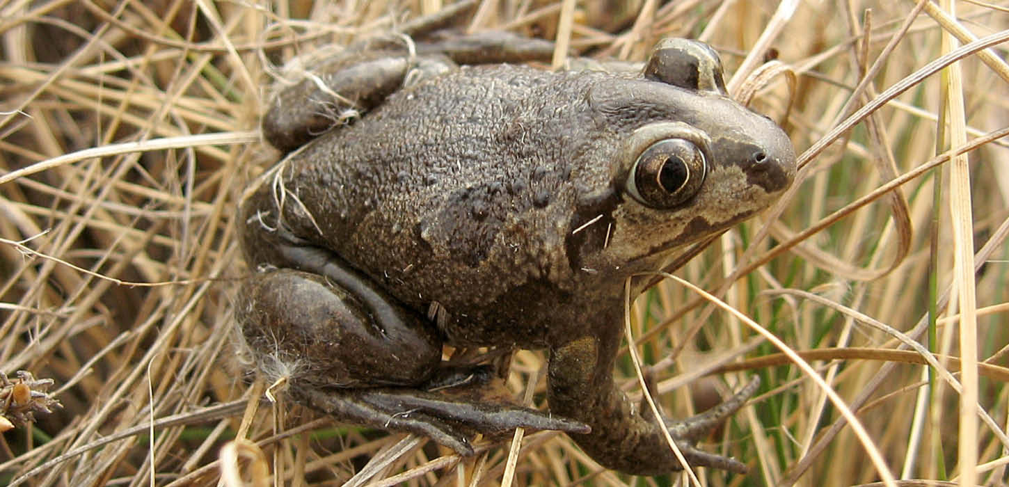 Common spadefoot also known as Garlic toad
