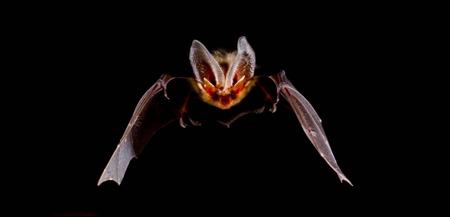Brown long-eared bat flying