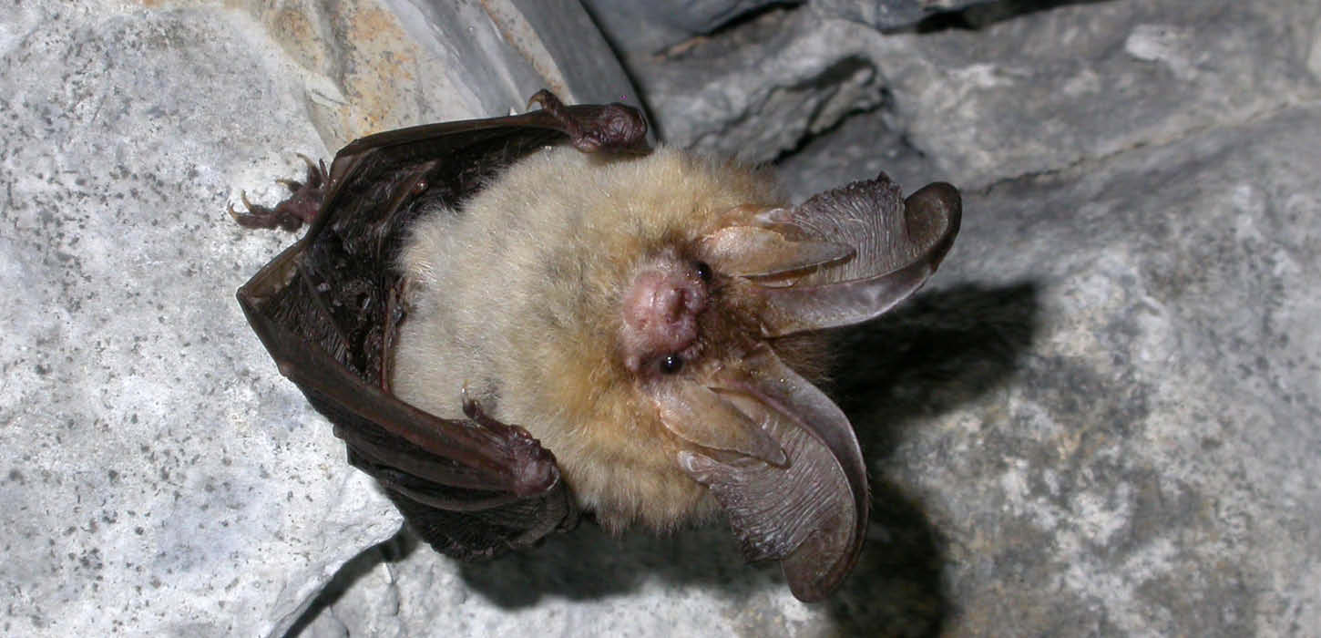 Brown long-eared bat