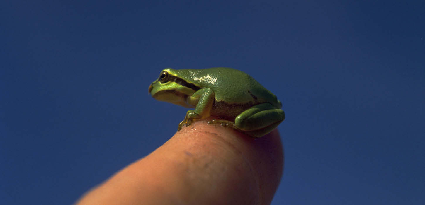 Small European tree frog on the finger