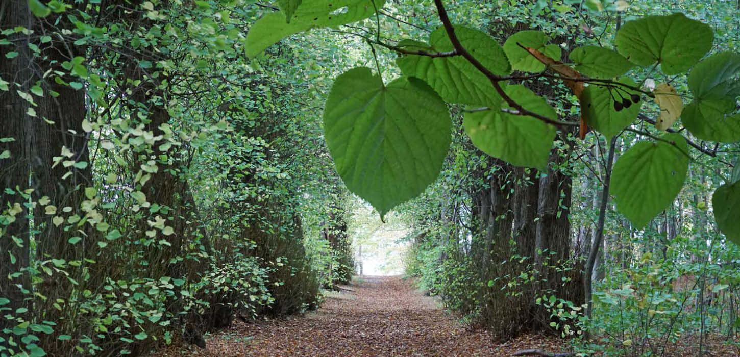 Lime alley at Augustenborg