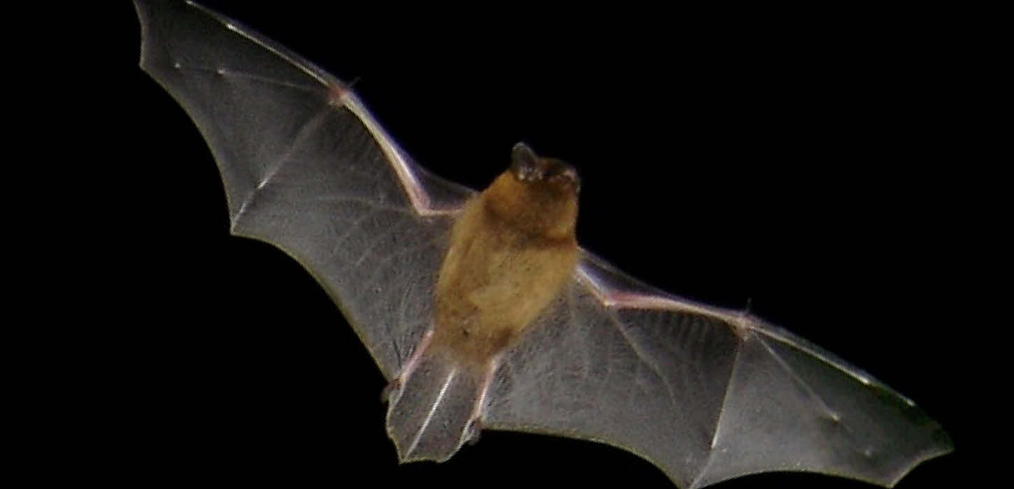 The common pipistrelle