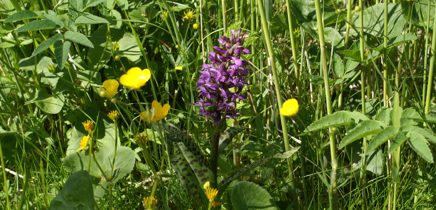 Heath spotted-orchid