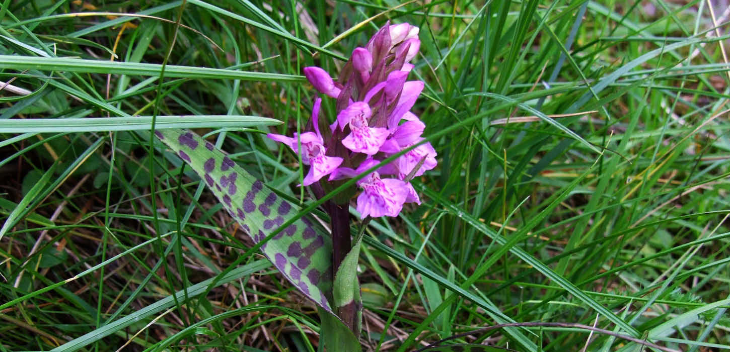 Heath spotted-orchid