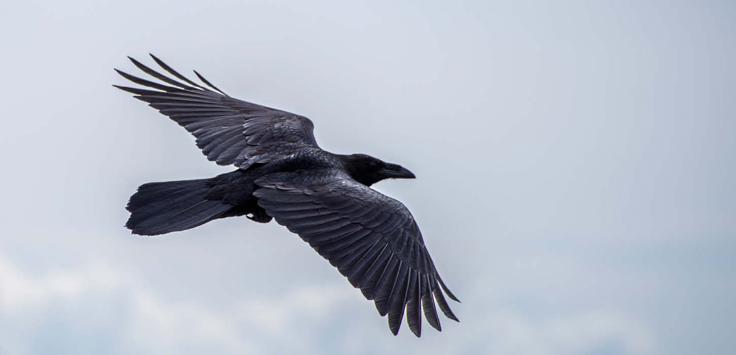 Raven on the Wings