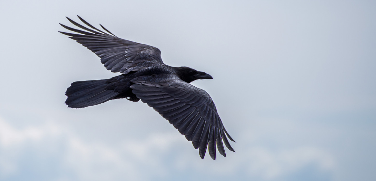 Ravn på vingerne