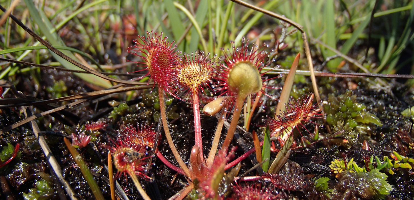 The round-leaved Sundew