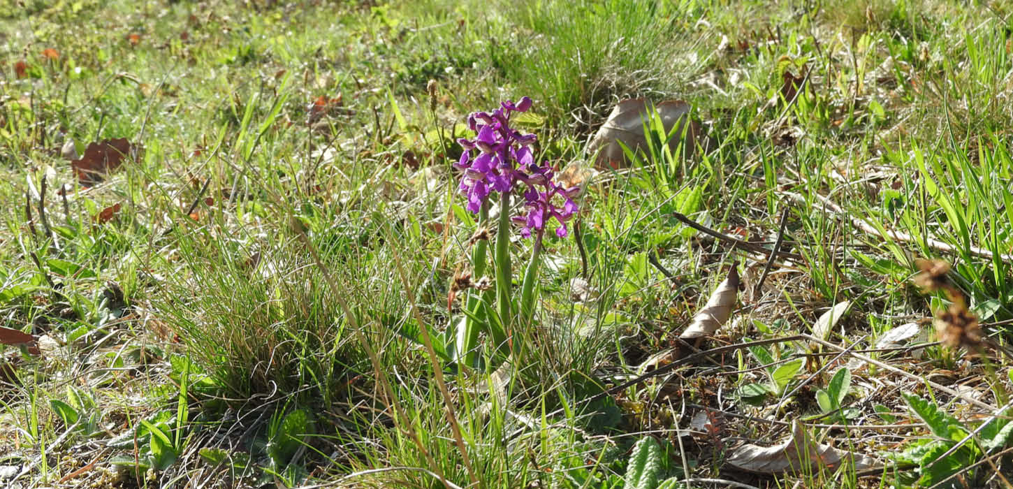 Green-winged orchid