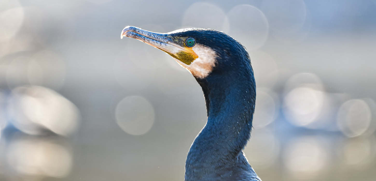 Nærbillede af en skarv