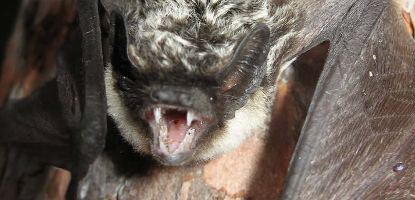 The parti-coloured bat